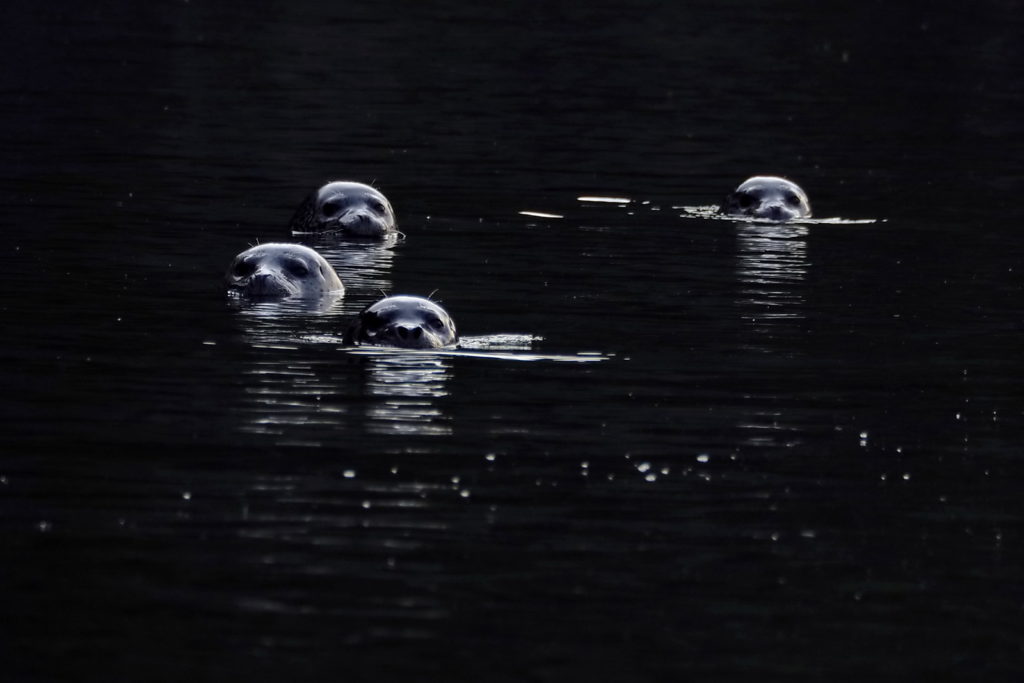 тюлени-шантарские острова